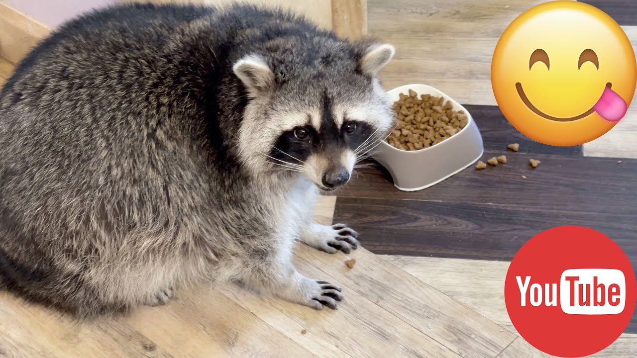 Watching a raccoon eat cat food. YouTube