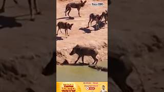 Wild Boar Faces Crocodile And Wild Dog animals