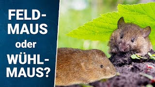 Wühlmaus im Garten 🐭 oder Feldmaus? 🔍 erkennen & bekämpfen