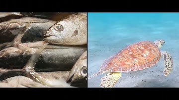 Parham Gharavaisi - Sea of Plastic [OFFICIAL MUSIC VIDEO] (GOTHIC ROCK)