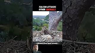 Falcon attacks other animals #animals #wildlife #falcon #attack #viral #viralshorts #reels #1million