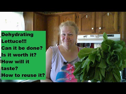 Dehydrating Lettuce! Can