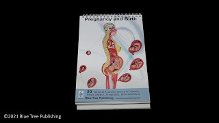 Pregnancy and Birth