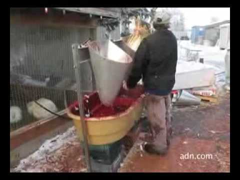 turkey slaughter palin