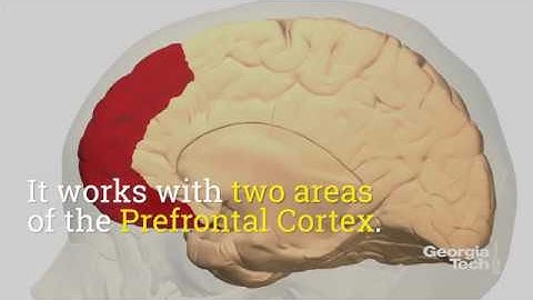 How Your Brain Says, "Yep, You