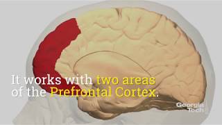 How Your Brain Says, "Yep, You're Seeing That"