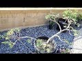 San Jose Juniper Niwaki/Bonsai Winter Trim, Prune, Re-Style, Haircut [November 2019, 4K ASMR]