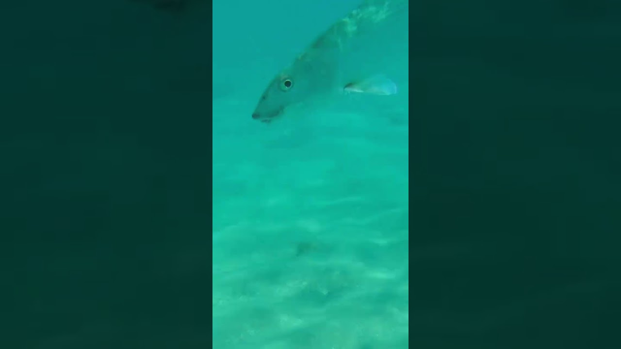 Catching Bonefish from the inflatable in Hawaii. Had fresh fish for dinner.
