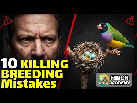 10 Breeding Mistakes That Destroy Finch Success