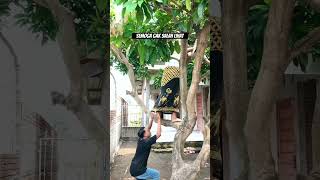 Tokek gondrong #funny #comedy #jangkauan #jangkauanluas #lucu #ngakak #komedi