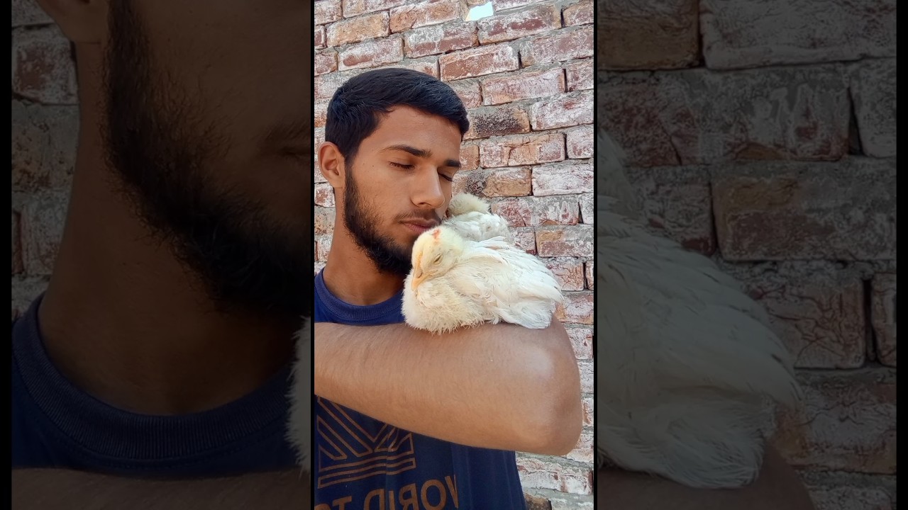 Colourful chicks 🐥🐥🐤 colourful shozy 