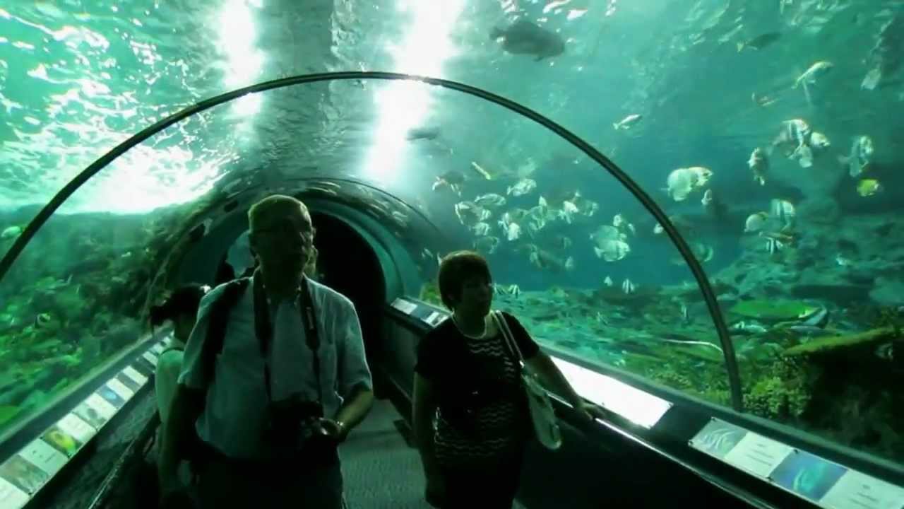  Aquarium  Shanghai China  YouTube