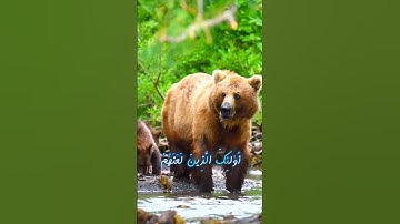 سورة محمد و،؛كا.نك تسمعها لأ،،و.ل مر.ة🏵️💟💓..💕❣️،؛🌹💛بصوت الشيخ حمزة مدبو.ح 💚،.🌺🌸🧡؛،🌷💓،.❤️