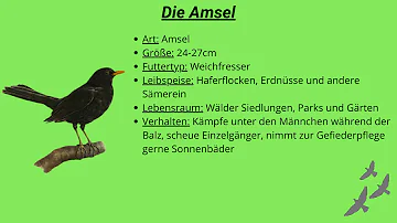 Was fressen Amseln nicht?