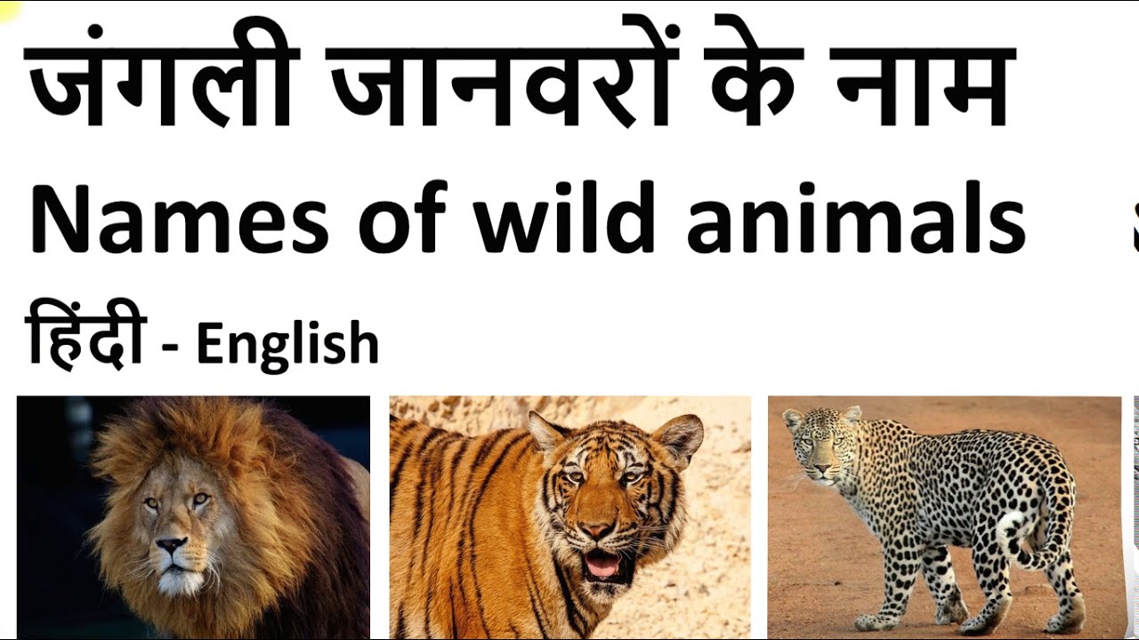 Animals name| Wild Animals Name in Hindi & English | जंगली जानवरों के नाम |  Wild animals| - YouTube