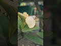 Flower close shot #flowers #flowerbeauty #flower