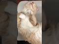 PERSIAN VS MAINE COON – WHICH CAT IS RIGHT FOR YOU?
