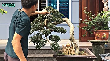 KTBS || Cắt tỉa cây duối cảnh dáng cực dị