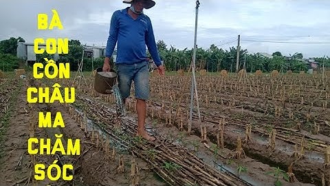 VƯỜN ỚT TRỒNG ĐƯỢC 9 NGÀY Ở CỒN CHÂU MA