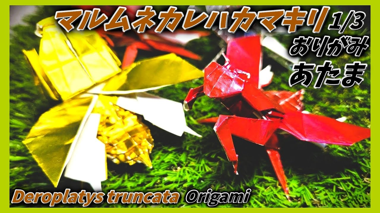 マルムネカマキリ