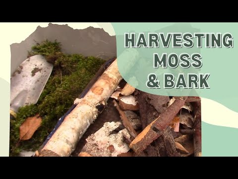 Collecting Moss from the Wild for Making a Terrarium; Part 1 