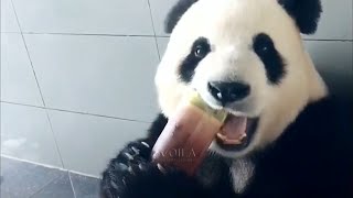 Adorable Panda Eating Bamboo