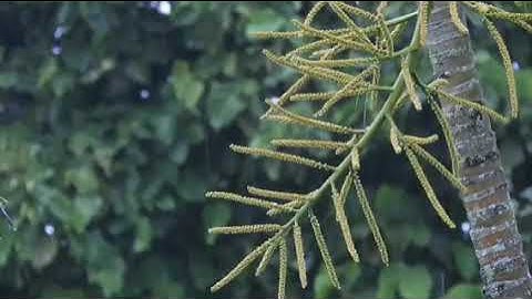 تلاوة رائعة | للشيخ عبد الباسط عبد الصمد| سورة الاسراء