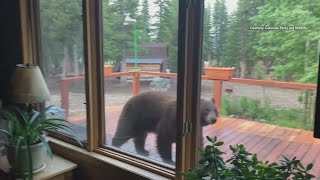 Bear encounters triple in southwest Colorado as mild winters persist