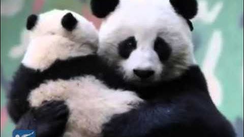 China releases fifth giant panda into wild