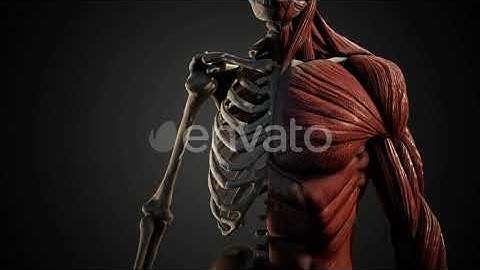 Muscular and Skeletal System of Human Body | Motion Graphics - Envato elements