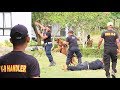 How To Train Canine K9 Belgian Malinois Dogs How To Train Canine K9 Belgian Malinois Dogs