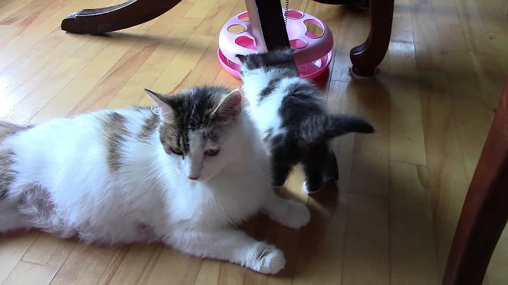 Molly explains to Finnigan