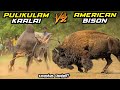 Pulikulam Kaalai vs American Bison in Tamil | புளிக்க்குளம் காளை vs அமெரிக்கன் பைஸன் | savage point
