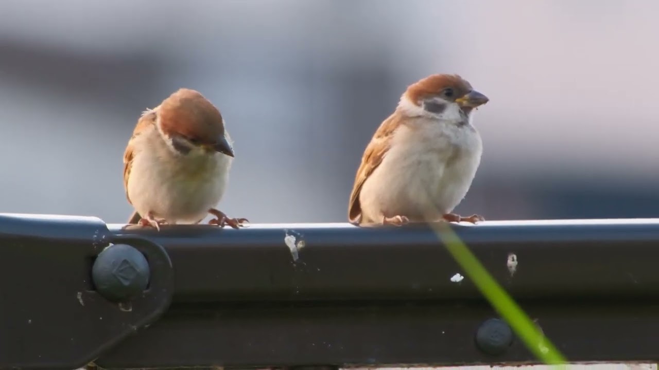 #L006 #スズメ #sparrowbird #birds #sparrow #すずめ #m19