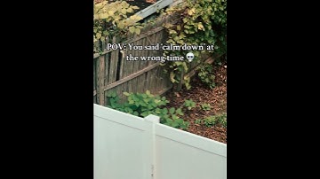 Who started it tho 👀🐿 #reels #squirrels #funnyvideo #pov #youtubeshorts #viral