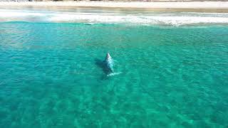 Grey Whale at Blacks Beach  San Diego