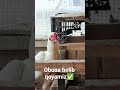 obuna bolib qoyamiz✅ @A8789-k4f @Xoroz_Uz @uzbxorozlari1033