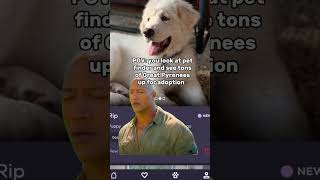 Dont Look At Petfinder 