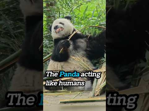 The Panda That Behaves Like Humans Didyouknow Panda China Coolfacts Learnchinese