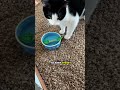 Why Does Your Cat Put Toys In Water? #catfacts #cats #pets
