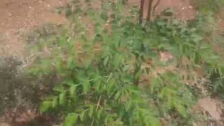 شجر المورينغا في الاردن Moringa trees in Jordan