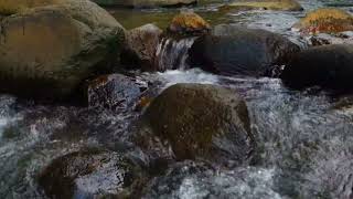NATURAL RELAXATION. Beautiful River Sounds and River Water Sounds for Sleep.#nature #relax #calm