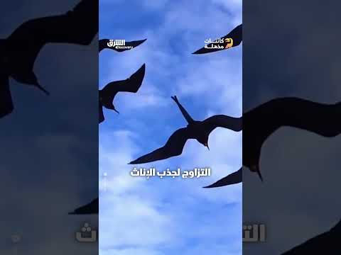 طائر الفرقاط