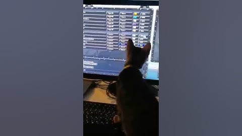 Kitten curious about the Warcraft III cursor on our LAN party