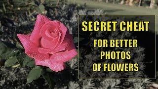 2 Minute Tip - Secret Cheat for Better Photos of Flowers...