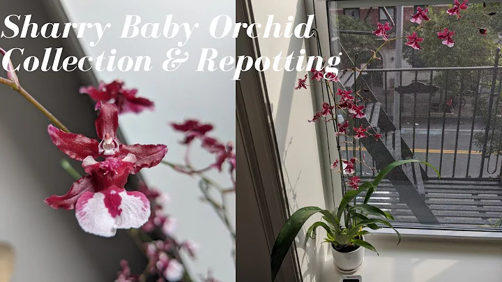 My Sharry Baby Orchid Collection | Basic Care & Re...