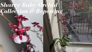 My Sharry Baby Orchid Collection | Basic Care & Repotting my Favorite Chocolate Orchids