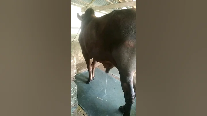 Cow Urine Moment - Part 90 #shorts