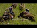 Spectacular scenes: Vultures sunbathing in Maasai Mara&#39;s radiant glow