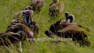 Spectacular scenes: Vultures sunbathing in Maasai Mara's radiant glow